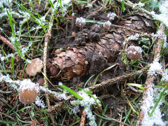 Macromiceti jurassiani � la lunga ricerca